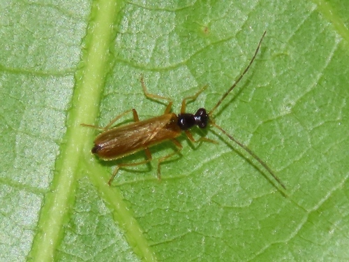 Rhagonycha lignosa, Klarenbeek, Nederland, photo 6 of 10