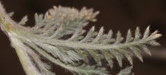 Lasiospermum pedunculare