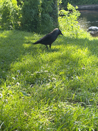 Eurasian Jackdaw