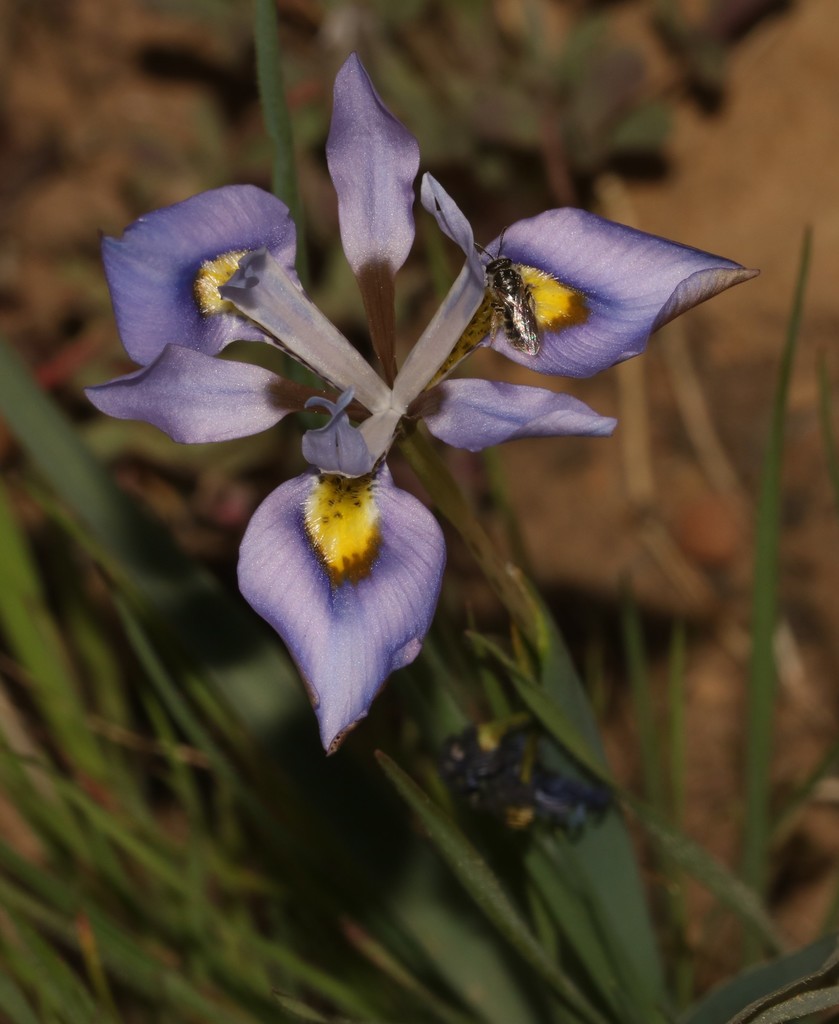 Fringe Tulp