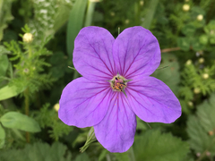 Erodium gruinum
