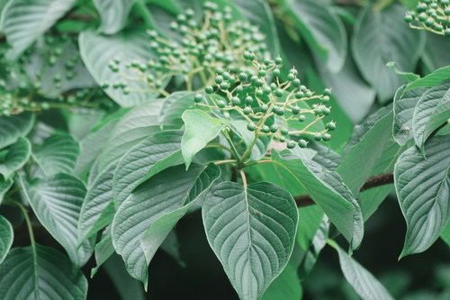 Cornus controversa, photograph 1
