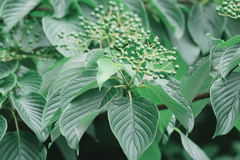 Cornus controversa, photograph (c) WATANABE Hitoshi 渡辺仁, some rights reserved (CC BY)
