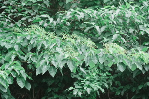Cornus controversa