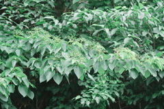 Cornus controversa