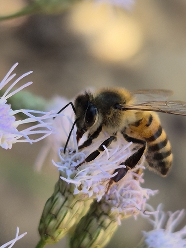 Western Honey Bee