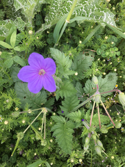 Erodium gruinum