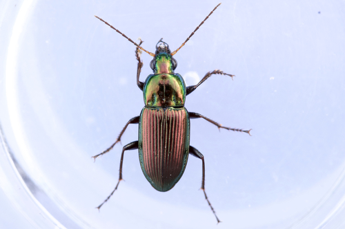 Poecilus chalcites