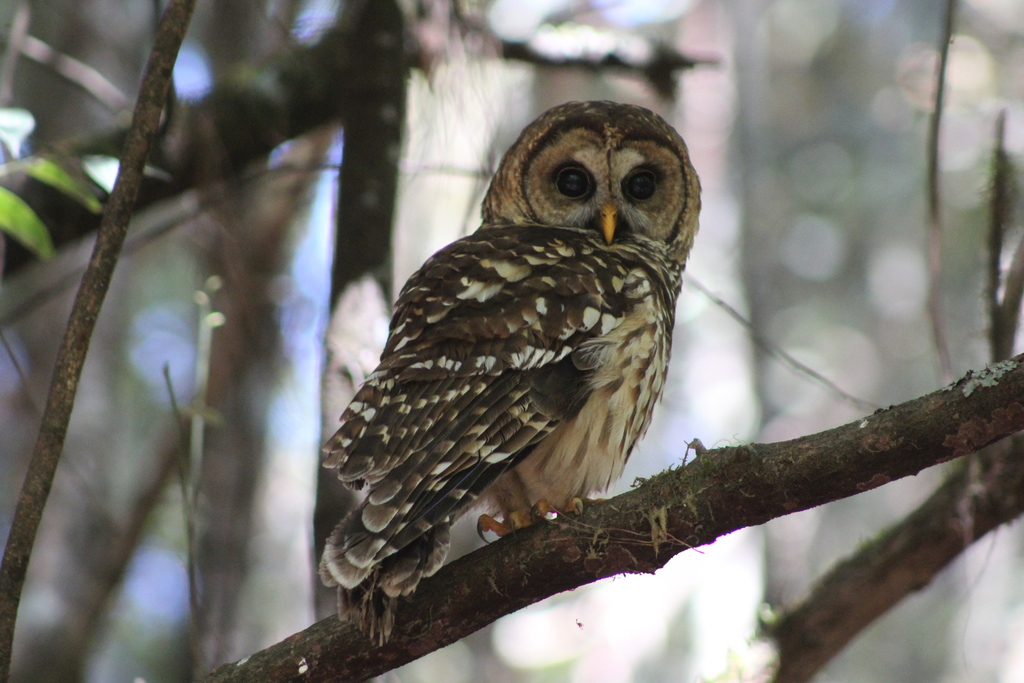 Fulvous Owl
