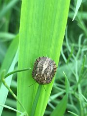 Eurygaster integriceps