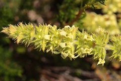 Sideritis endressii, photograph (c) Noé Fleury Frouart, some rights reserved (CC BY)