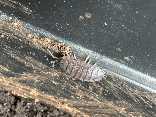 Common Rough Woodlouse