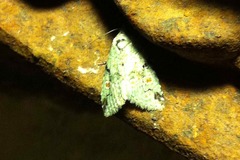 Maliattha concinnimacula