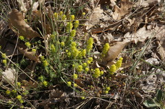 Cruciata taurica