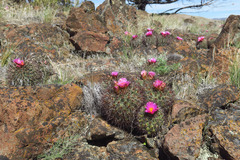 Pediocactus nigrispinus