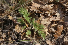 Tanacetum corymbosum