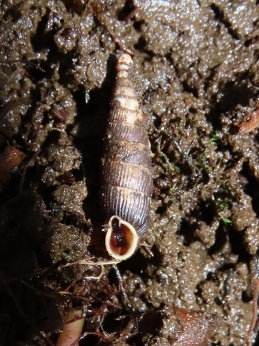 Clausilia pumila observed 2026-05-24