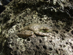 Itapotihyla langsdorffii