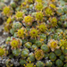 Cushion Saxifrage - Photo (c) Denali National Park and Preserve, some rights reserved (CC BY)
