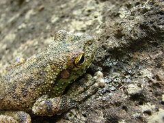 Itapotihyla langsdorffii