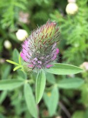 Trifolium purpureum