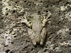 Itapotihyla langsdorffii