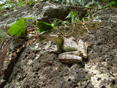 Itapotihyla langsdorffii