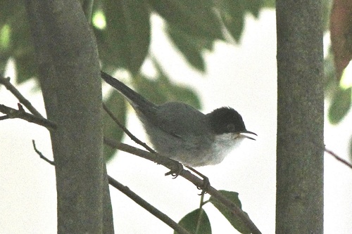 Sardinian Warbler