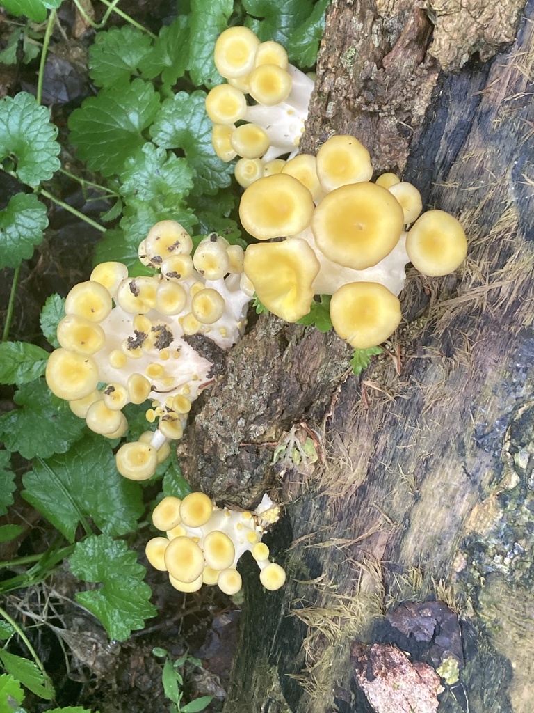 Golden Oyster Mushroom · May 2026 · photo: Photo: (c) hannahtidae, some rights reserved (CC BY) · iNaturalist