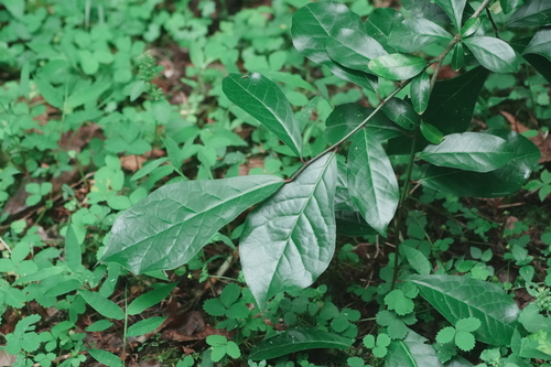 Orixa japonica observed 2026-05-23