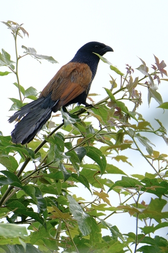 Lesser Coucal