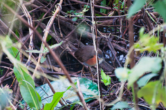 Laterallus melanophaius