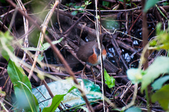 Laterallus melanophaius