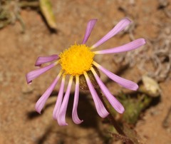 Felicia merxmuelleri