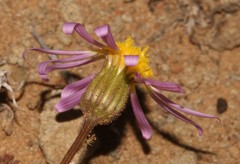 Felicia merxmuelleri