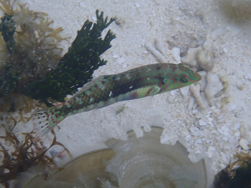 Halichoeres nebulosus