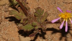 Felicia merxmuelleri