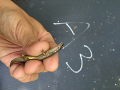 Scincella formosensis