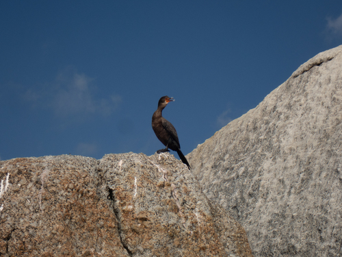 iNaturalist image