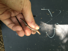 Scincella formosensis