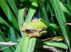 Dendropsophus rubicundulus