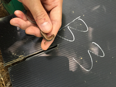 Scincella formosensis