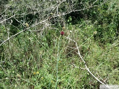 Eryngium sanguisorba