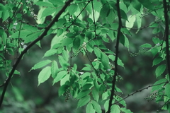 Prunus grayana, photograph (c) WATANABE Hitoshi 渡辺仁, some rights reserved (CC BY)