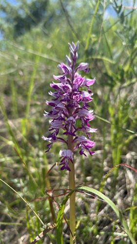 Military Orchid