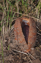 Prosopanche americana