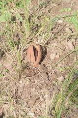 Prosopanche americana