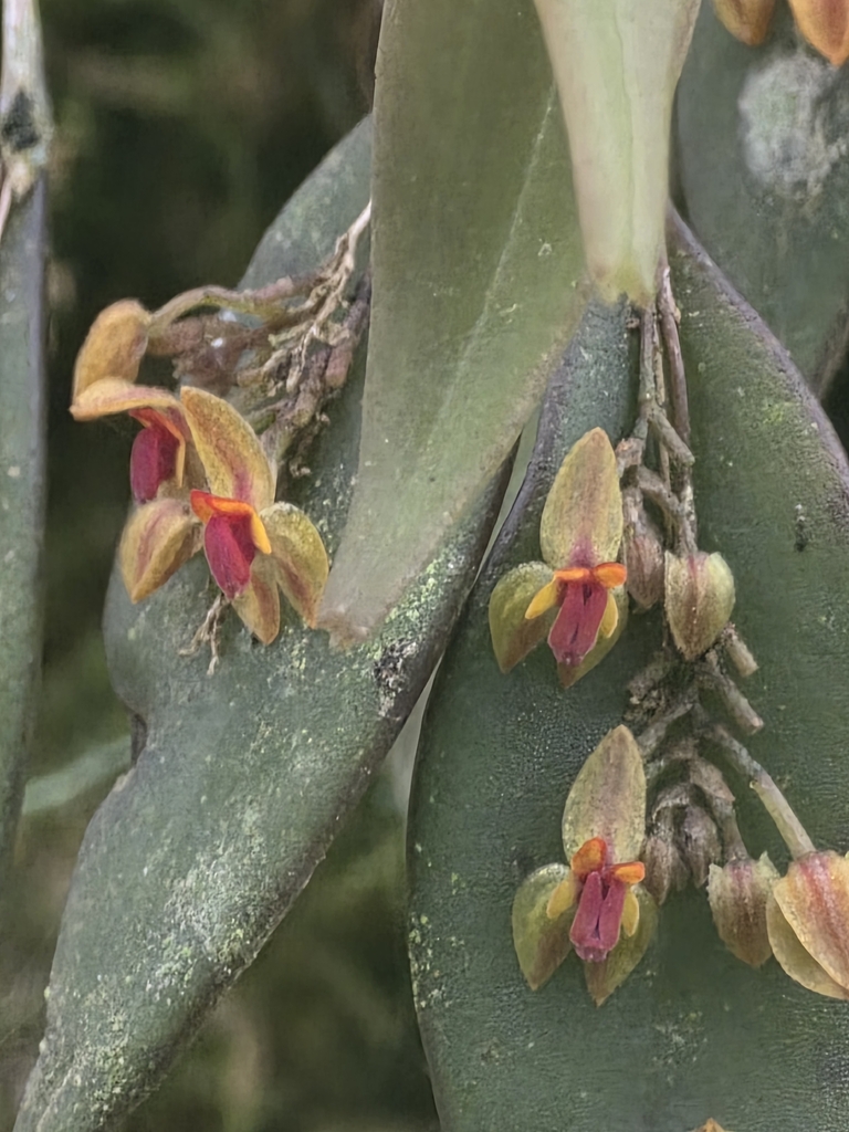 Lepanthes lindleyana