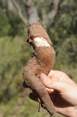 Prosopanche americana