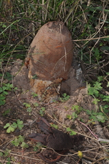 Prosopanche americana